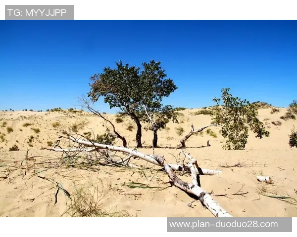谢什科的传奇人生与不为人知的故事探索之旅